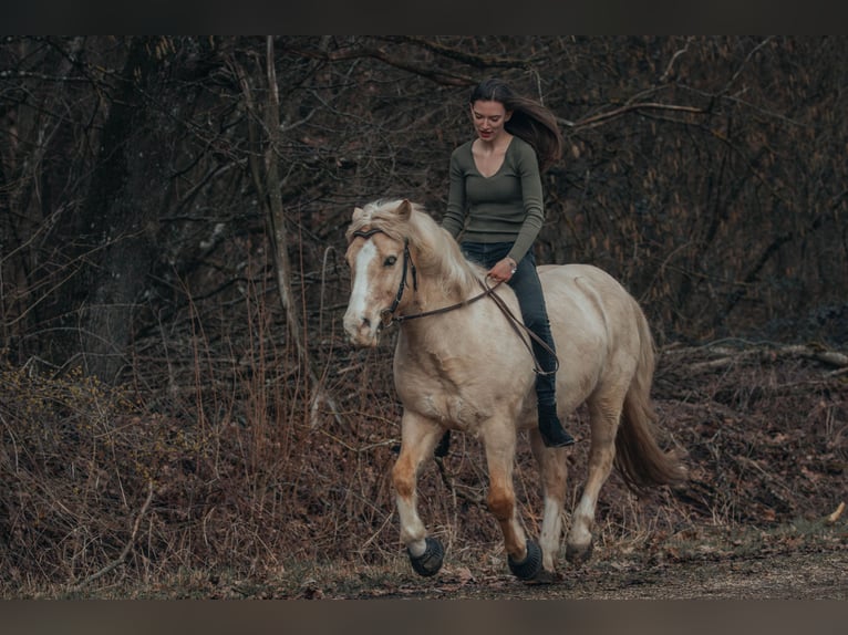 El poni de silla polaco Caballo castrado 13 años 133 cm in Eichstätt