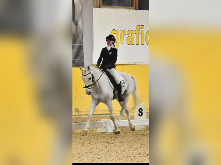 El poni de silla polaco Caballo castrado 13 años 146 cm Tordo in Parma