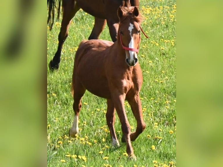 El poni de silla polaco Caballo castrado 13 años 148 cm Alazán in Markersbach