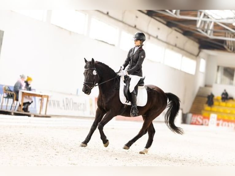 El poni de silla polaco Caballo castrado 14 años 144 cm Morcillo in INOWROCŁAW