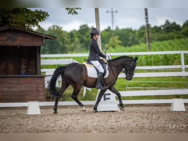 El poni de silla polaco Caballo castrado 14 años 144 cm Morcillo in INOWROCŁAW