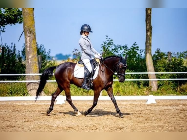 El poni de silla polaco Caballo castrado 14 años 144 cm Morcillo in INOWROCŁAW