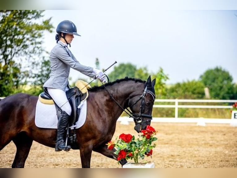 El poni de silla polaco Caballo castrado 14 años 144 cm Morcillo in INOWROCŁAW