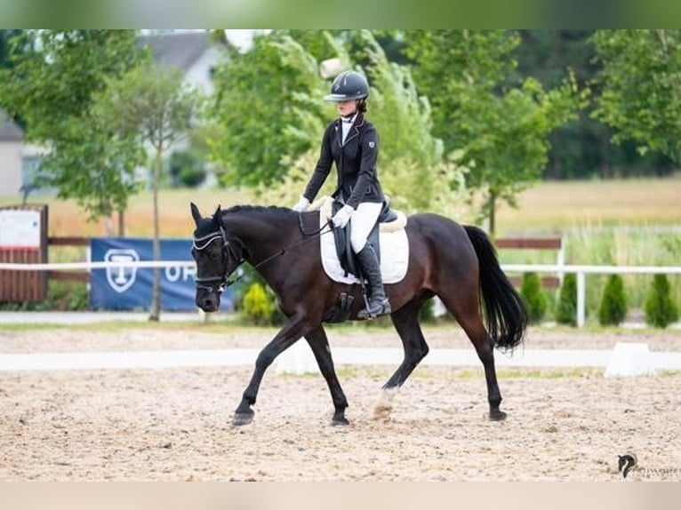 El poni de silla polaco Caballo castrado 14 años 144 cm Morcillo in INOWROCŁAW