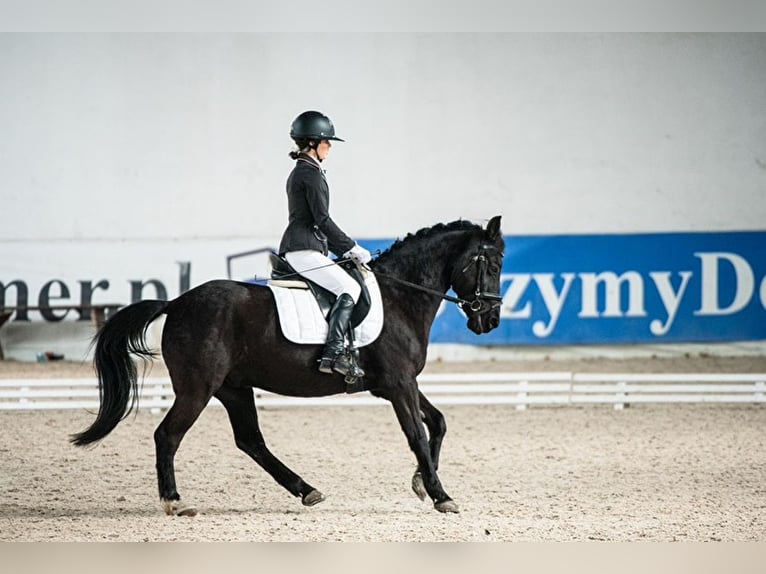 El poni de silla polaco Caballo castrado 14 años 144 cm Morcillo in INOWROCŁAW