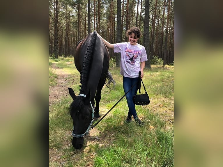 El poni de silla polaco Caballo castrado 14 años 144 cm Morcillo in INOWROCŁAW