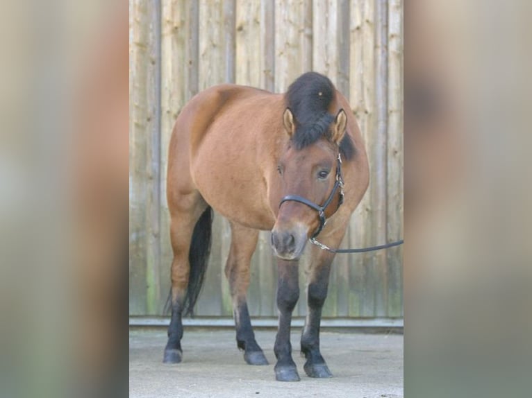 El poni de silla polaco Caballo castrado 14 años 145 cm Castaño in Oettingen in Bayern