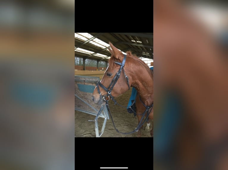 El poni de silla polaco Caballo castrado 14 años 147 cm Alazán in Haltern am See