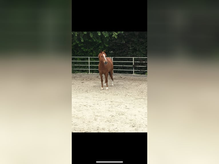 El poni de silla polaco Caballo castrado 14 años 147 cm Alazán in Haltern am See