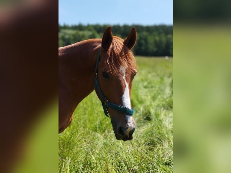 El poni de silla polaco Caballo castrado 14 años 148 cm Alazán in Elterlein/ Schwarzbach