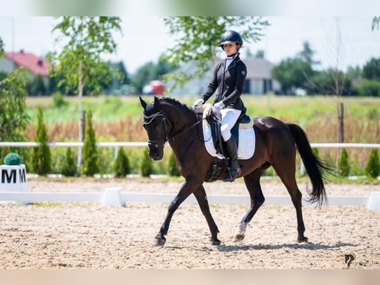 El poni de silla polaco Caballo castrado 15 años 144 cm Morcillo in INOWROCŁAW