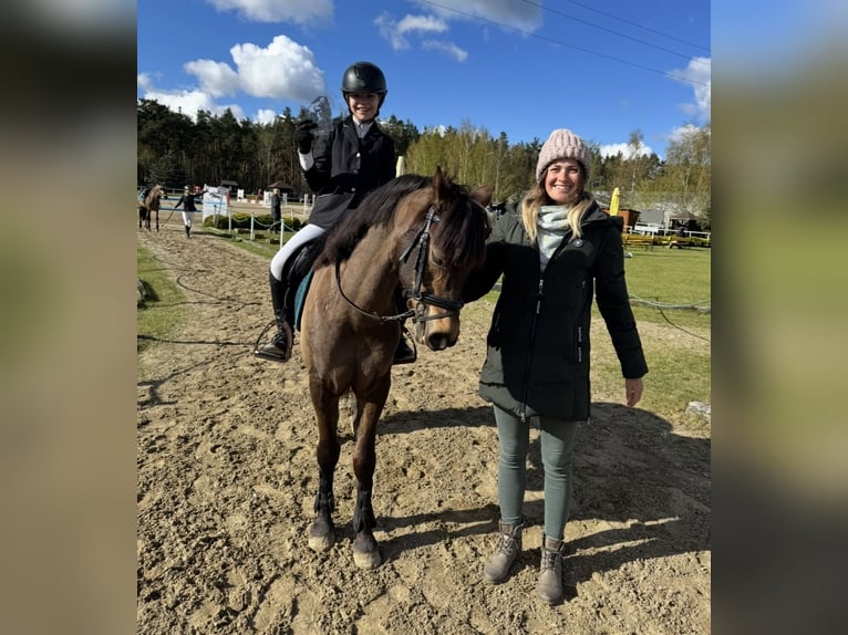 El poni de silla polaco Caballo castrado 16 años 135 cm Castaño oscuro in Bydgoszcz