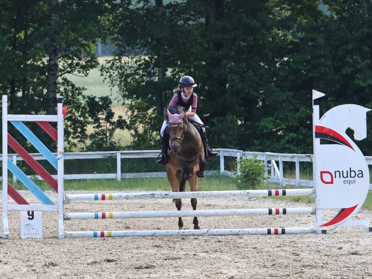 El poni de silla polaco Caballo castrado 16 años 135 cm Castaño oscuro in Bydgoszcz