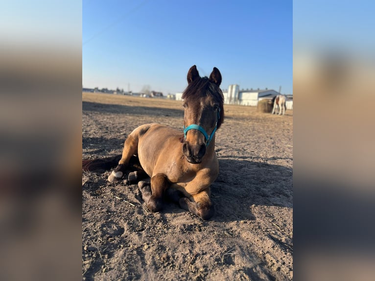 El poni de silla polaco Caballo castrado 16 años 135 cm Castaño oscuro in Bydgoszcz