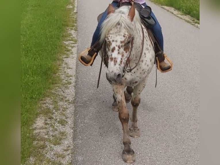 El poni de silla polaco Mestizo Caballo castrado 16 años 150 cm Atigrado/Moteado in Gaspoltshofen