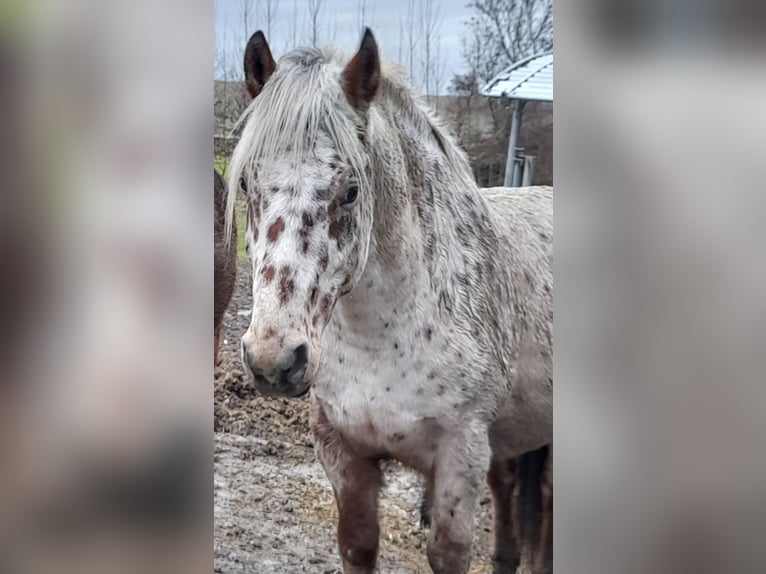 El poni de silla polaco Mestizo Caballo castrado 16 años 150 cm Atigrado/Moteado in Gaspoltshofen