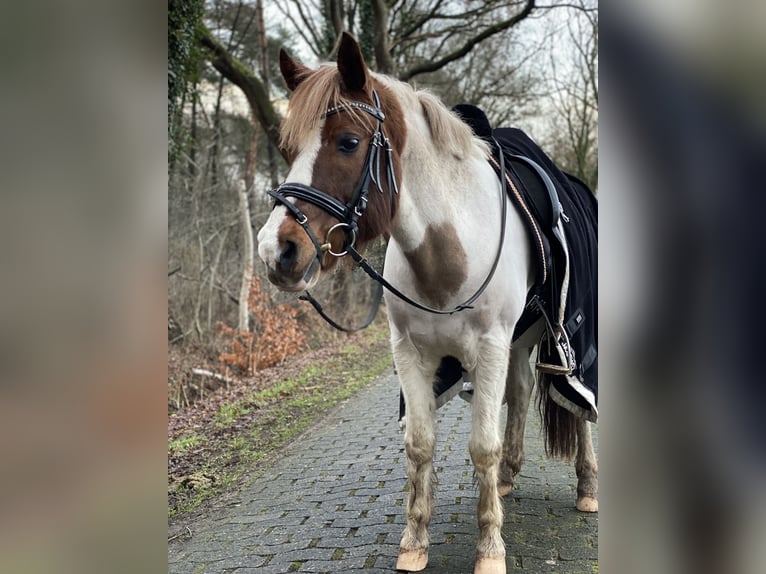 El poni de silla polaco Mestizo Caballo castrado 17 años 140 cm Pío in Quakenbrücken