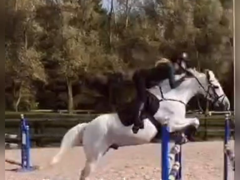 El poni de silla polaco Caballo castrado 17 años 146 cm Tordo in Saxtorp
