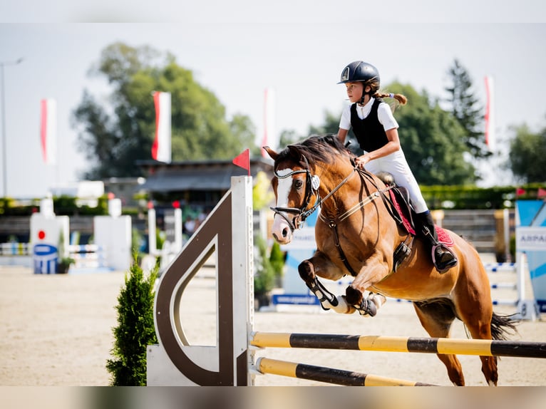 El poni de silla polaco Caballo castrado 17 años 148 cm Castaño rojizo in Sadówka