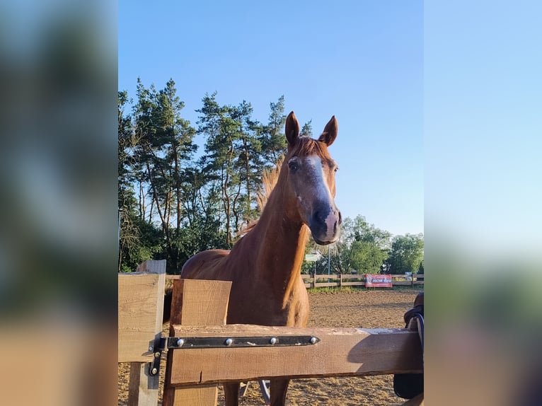 El poni de silla polaco Mestizo Caballo castrado 17 años 150 cm Alazán in Góra