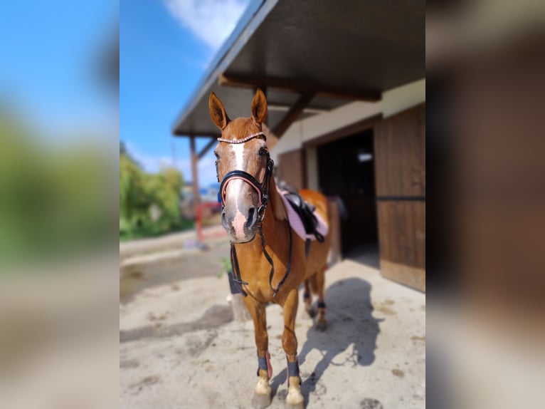 El poni de silla polaco Mestizo Caballo castrado 17 años 150 cm Alazán in Góra