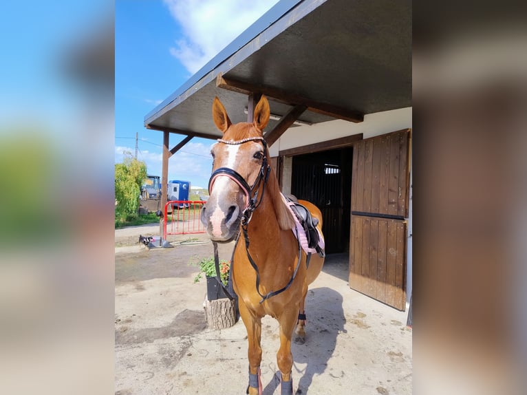 El poni de silla polaco Mestizo Caballo castrado 17 años 150 cm Alazán in Góra