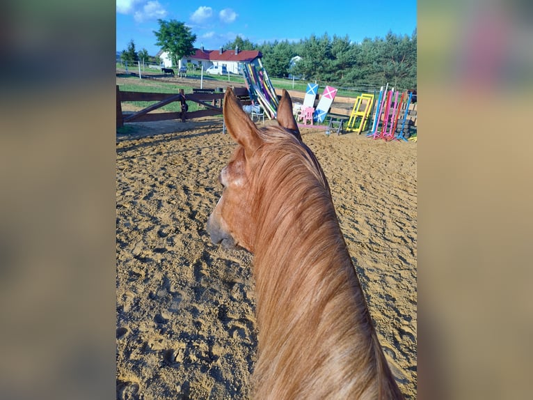 El poni de silla polaco Mestizo Caballo castrado 17 años 150 cm Alazán in Góra