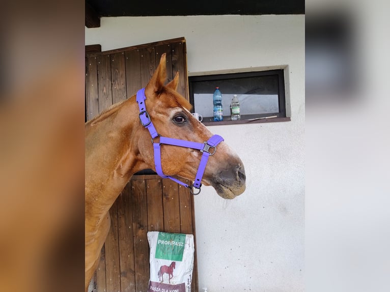 El poni de silla polaco Mestizo Caballo castrado 17 años 150 cm Alazán in Góra