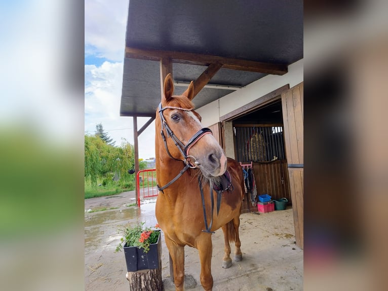 El poni de silla polaco Mestizo Caballo castrado 17 años 150 cm Alazán in Góra