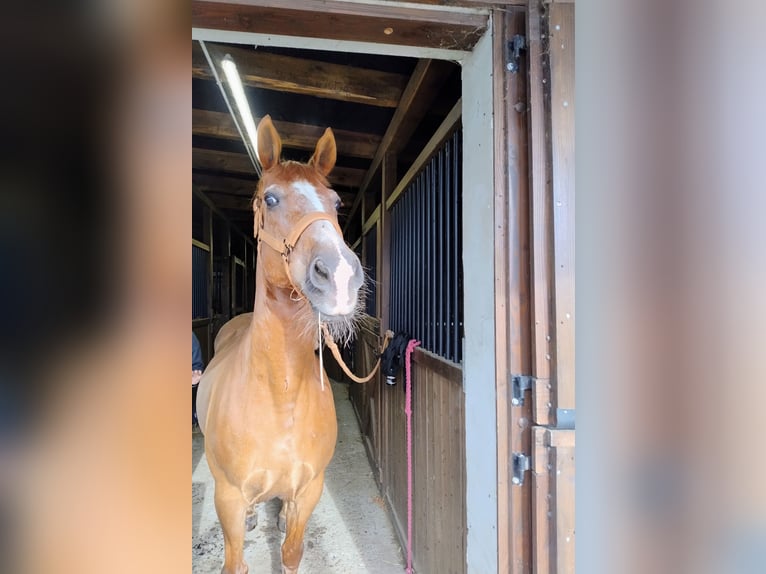 El poni de silla polaco Mestizo Caballo castrado 17 años 150 cm Alazán in Góra