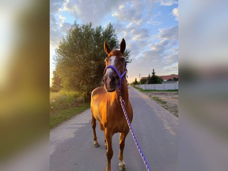 El poni de silla polaco Mestizo Caballo castrado 17 años 150 cm Alazán in Góra