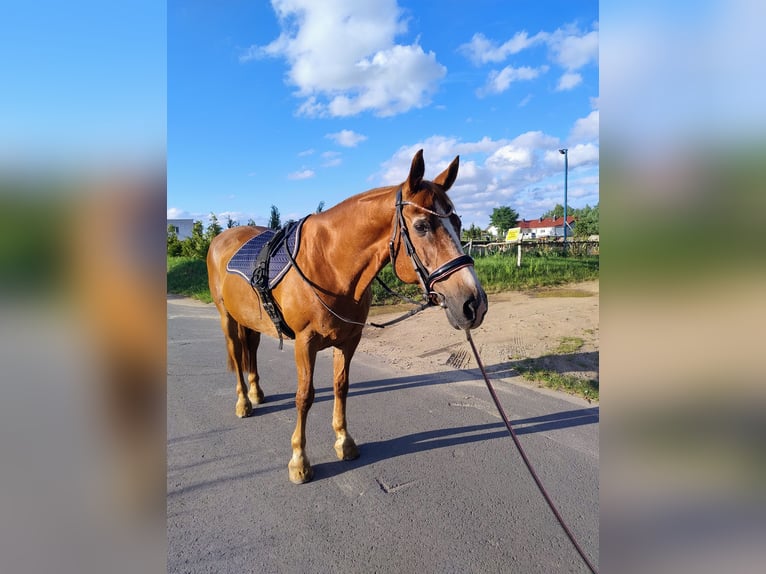 El poni de silla polaco Mestizo Caballo castrado 17 años 150 cm Alazán in Góra