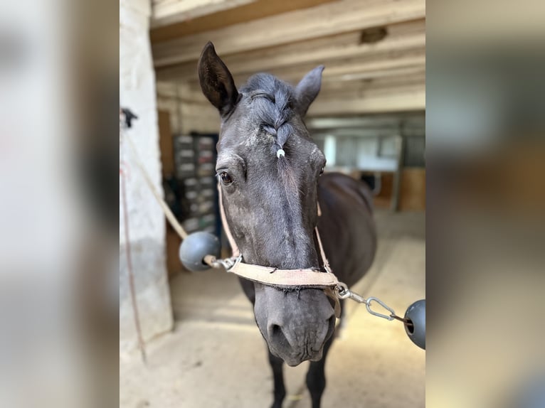 El poni de silla polaco Caballo castrado 17 años 150 cm Negro in Blieskastel