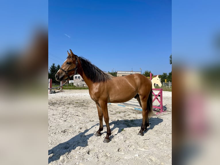 El poni de silla polaco Caballo castrado 1 año 150 cm Bayo in Kozie Doły