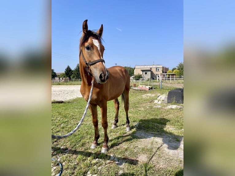 El poni de silla polaco Caballo castrado 1 año 150 cm Bayo in Kozie Doły