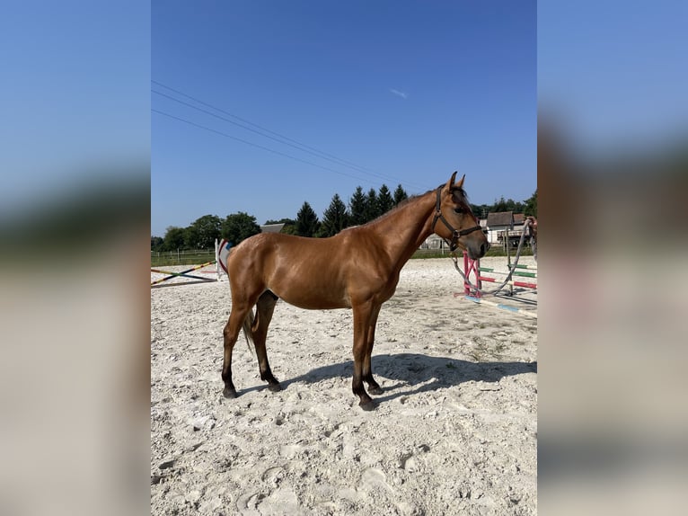 El poni de silla polaco Caballo castrado 1 año 150 cm Bayo in Kozie Doły