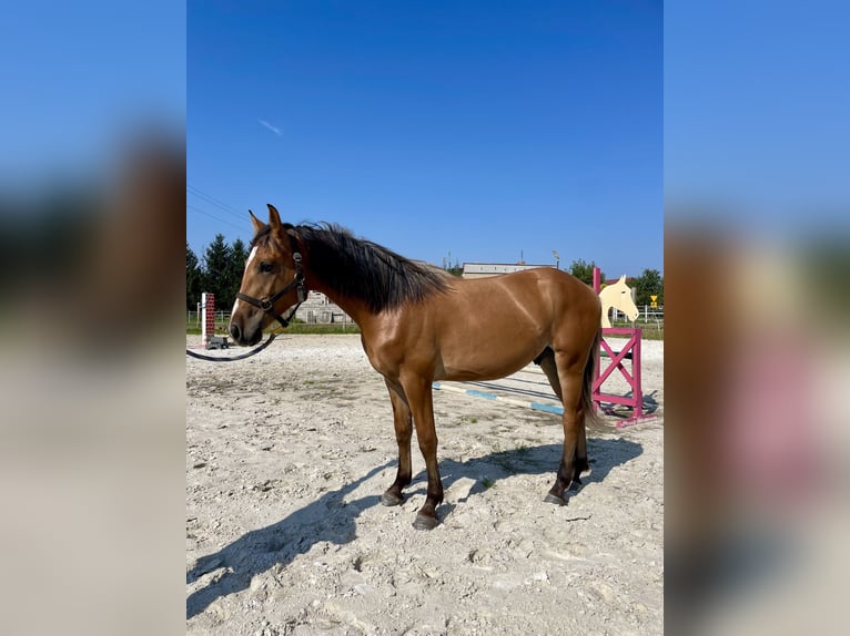 El poni de silla polaco Caballo castrado 1 año 150 cm Bayo in Kozie Doły