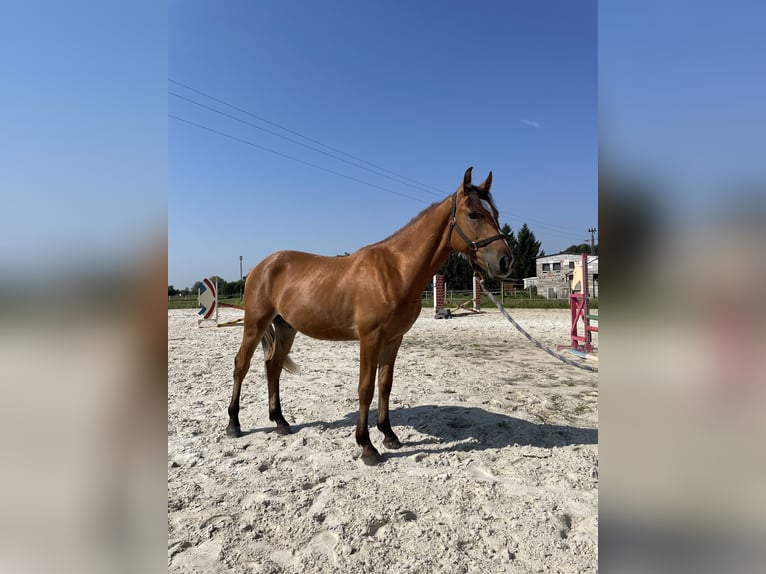 El poni de silla polaco Caballo castrado 1 año 150 cm Bayo in Kozie Doły