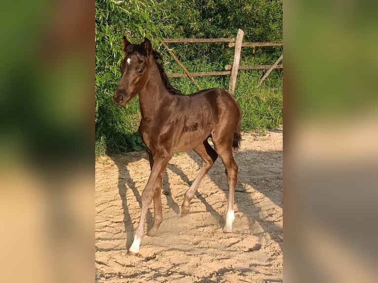 El poni de silla polaco Caballo castrado 1 año Castaño oscuro in Chlebówko
