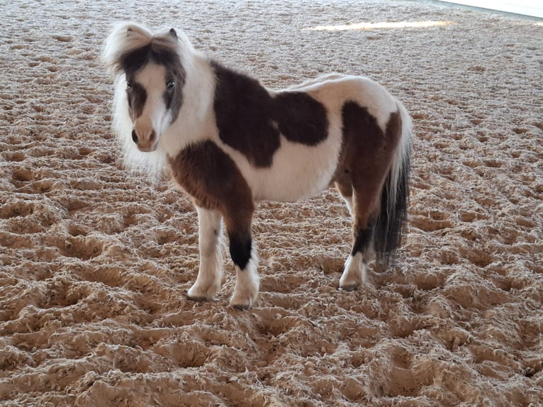 El poni de silla polaco Caballo castrado 22 años  in Madona