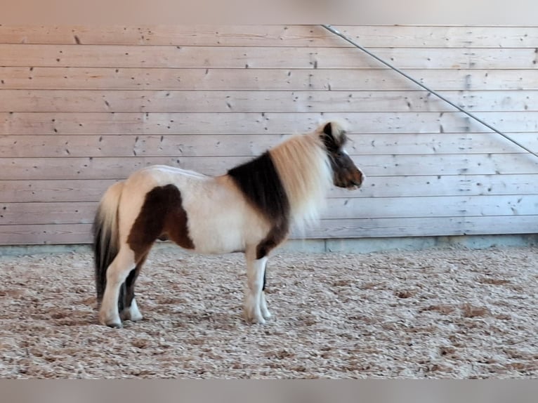 El poni de silla polaco Caballo castrado 22 años  in Madona