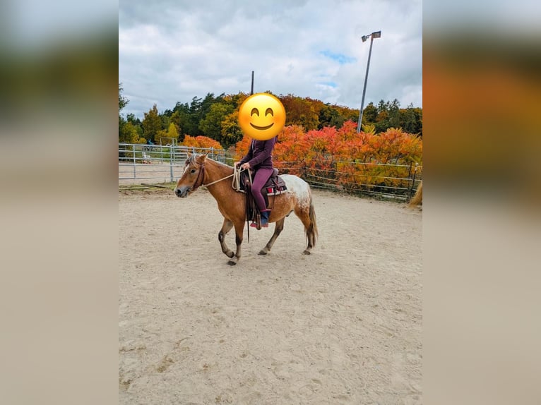 El poni de silla polaco Caballo castrado 4 años 133 cm Overo-todas las-capas in Aidlingen