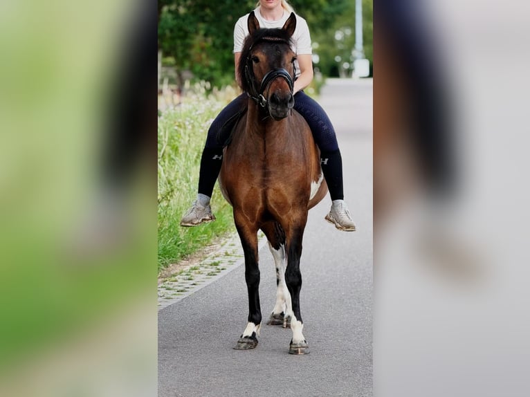 El poni de silla polaco Caballo castrado 4 años 145 cm Bayo in Weert