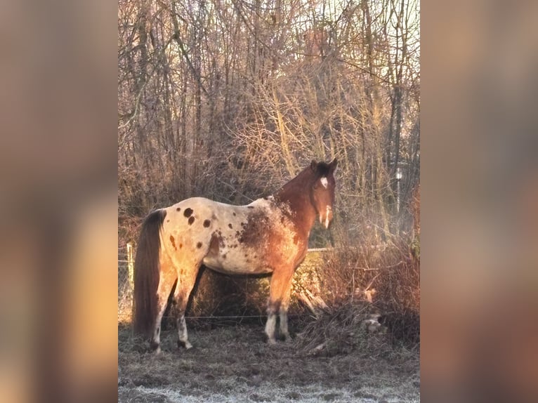 El poni de silla polaco Caballo castrado 4 años 152 cm  in Schinkel