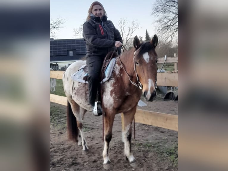 El poni de silla polaco Caballo castrado 4 años 152 cm  in Schinkel