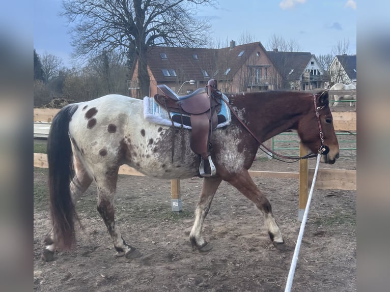 El poni de silla polaco Caballo castrado 4 años 152 cm  in Schinkel