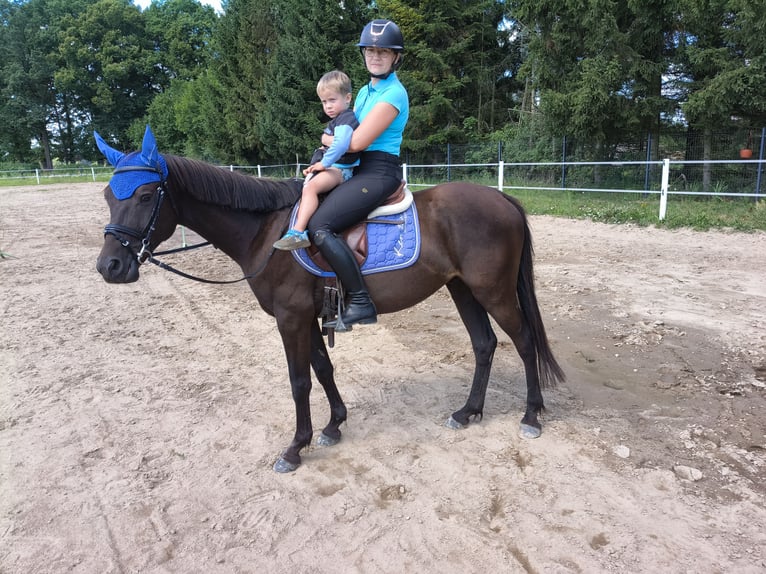 El poni de silla polaco Mestizo Caballo castrado 4 años 152 cm Morcillo in Forst