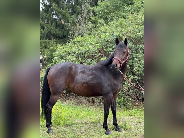 El poni de silla polaco Caballo castrado 5 años 142 cm Castaño rojizo in Legnica