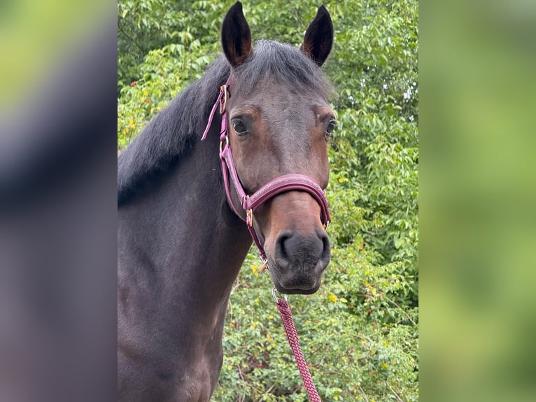 El poni de silla polaco Caballo castrado 5 años 142 cm Castaño rojizo in Legnica