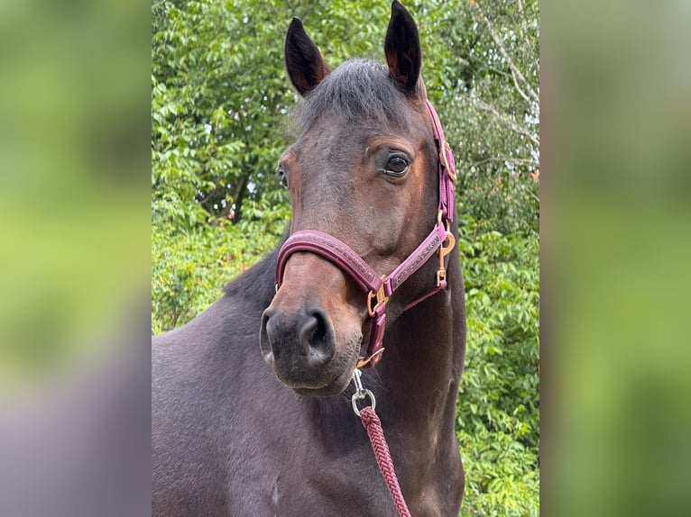 El poni de silla polaco Caballo castrado 5 años 142 cm Castaño rojizo in Legnica